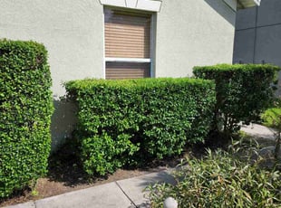 Catherine B.'s Bush Trimming service result