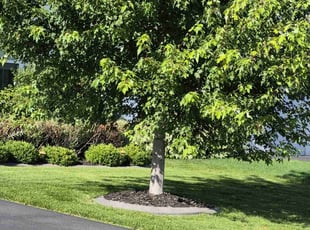 Brian L.'s lawn service service result