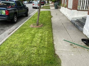 Rosalyn W.'s turf care service result