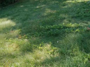 Yasmin S.'s Leaf Removal service result