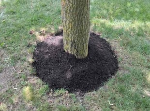 Annie S.'s lawn care service result