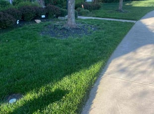 Shehraze S.'s lawn service service result