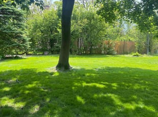 Tim M.'s grass maintenance service result