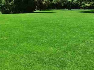 Jimmy B.'s grass maintenance service result