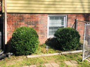 Shawn Y.'s Bush Trimming service result