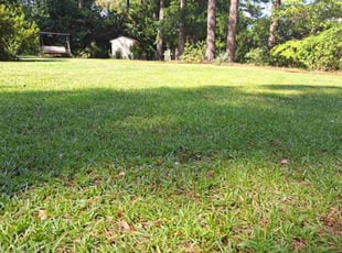 Barbara M.'s lawn care service result