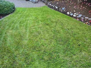 Susana A.'s lawn care services service result