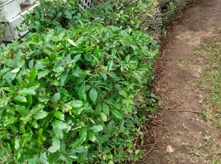 Barbara L.'s Bush Trimming service result