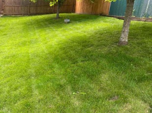 Susanna S.'s grass maintenance service result