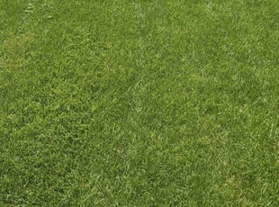 Geneva M.'s turf maintenance service result