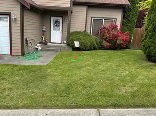 Randy M.'s yard care service result