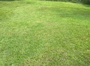 Casandra S.'s lawn care service result