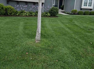 Jacob F.'s lawn care service result