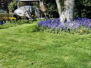 Hannelore F.'s grass cutting service result