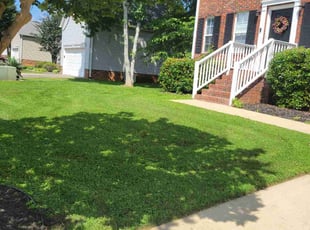Gustavo S.'s turf care service result