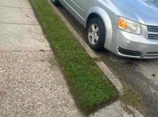 Conner B.'s grass maintenance service result