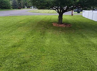 Yves I.'s lawn care service result