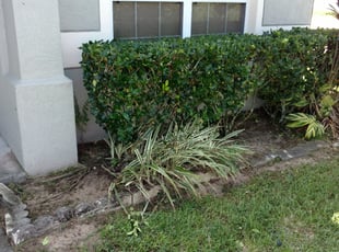 Maya D.'s Bush Trimming service result