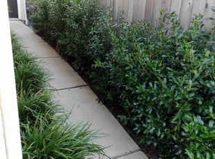 Charles S.'s lawn maintenance service result