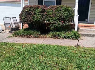Renee S.'s Bush Trimming service result