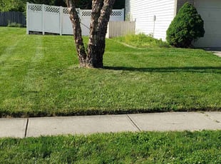 Allen A.'s grass maintenance service result