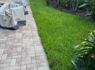 Steve P.'s grass maintenance service result