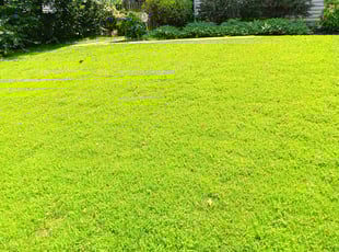 Stephen B.'s grass cutting service result