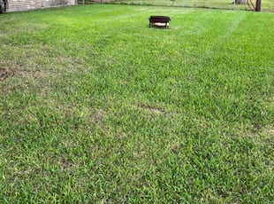 Shelly H.'s grass maintenance service result