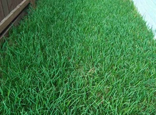 William B.'s lawn service service result