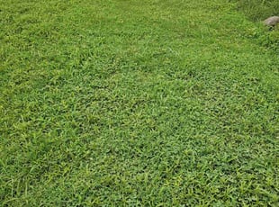 Judith W.'s grass maintenance service result