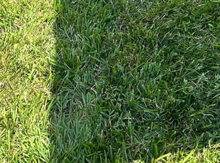 Dawn B.'s lawn care services service result