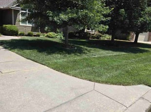 Lu E.'s turf care service result
