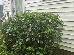 Linda F.'s Bush Trimming service result