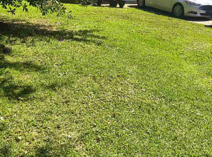 Amanda S.'s turf maintenance service result