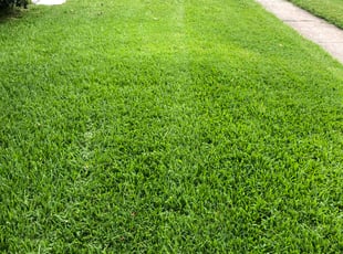 Amanda L.'s lawn service service result