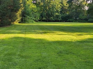 David D.'s yard care service result