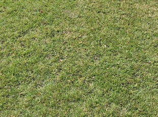 Rochelle S.'s grass maintenance service result