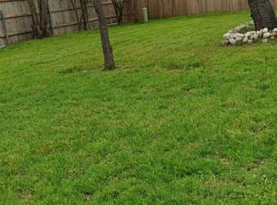 Eldin H.'s grass maintenance service result