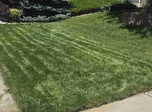 James B.'s turf care service result