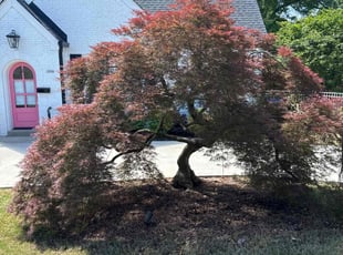 Lee R.'s lawn care services service result