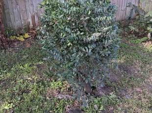 Maria J.'s grass cutting service result