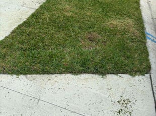 Ali A.'s grass cutting service result