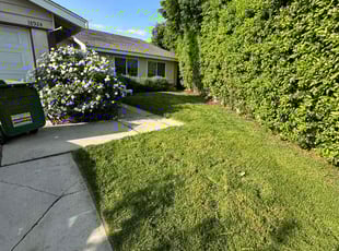 Lana T.'s Long Grass Cleanup service result