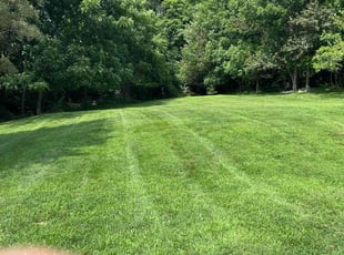 Sydney P.'s lawn service service result