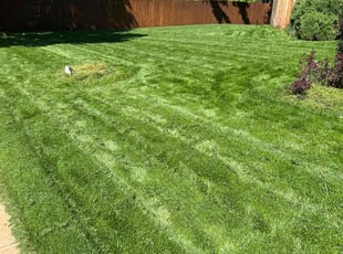 Heather N.'s turf care service result