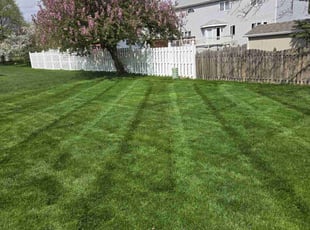 Mario S.'s lawn service service result