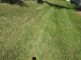 Pamela G.'s lawn maintenance service result