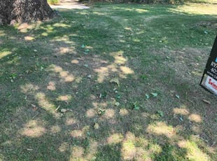 Michael D.'s Bush Trimming service result