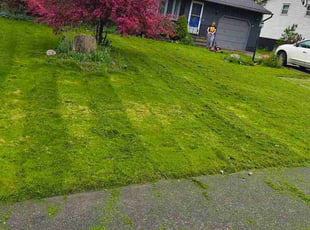 Sharon M.'s lawn care service result
