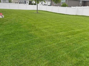 Jorge S.'s lawn service service result